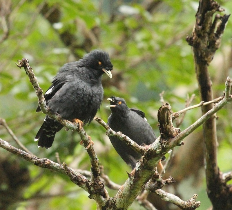 image Crested Myna